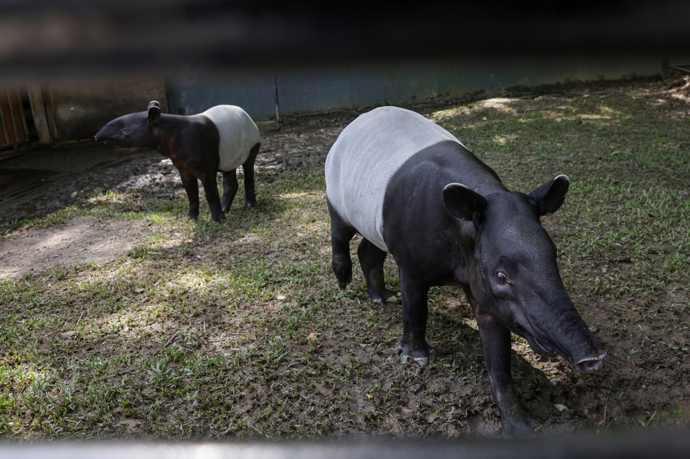 Nik Nazmi: Without strong action, Malayan tapir could face same fate as Sumatran rhino