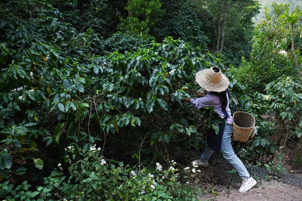 Chinese tea hub branches into coffee as tastes change
