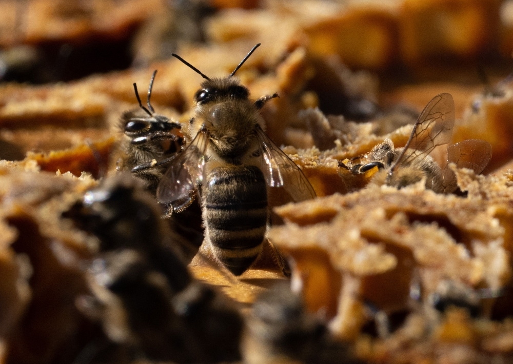 Austria trials DNA testing to uncover honey fraud