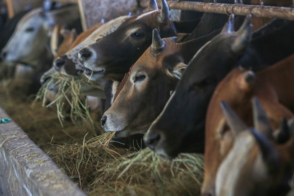 Enough supply of cattle for Aidiladha, says minister