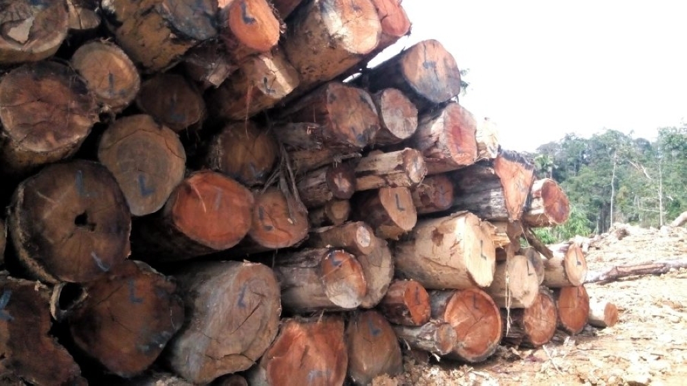 Ops Khazanah: GOF seizes RM31.2m in goods during raid on illegal timber factories in Kelantan