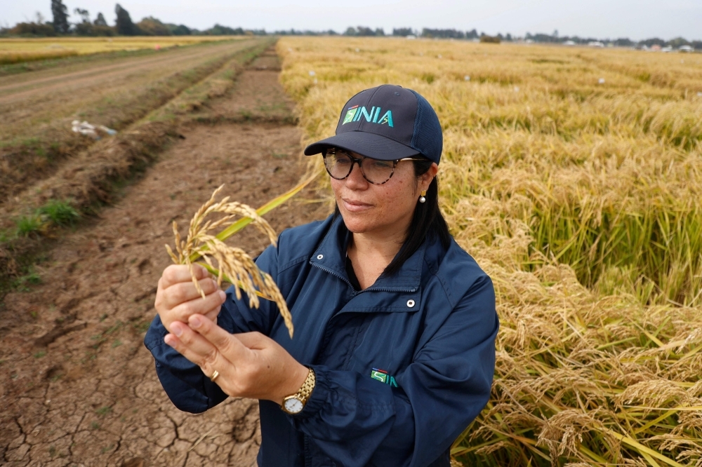 Less-thirsty rice offers hope in drought-stricken Chile