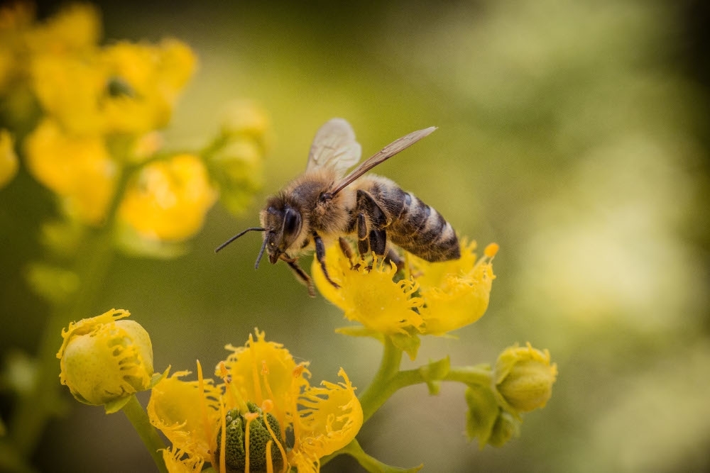 Bug splats dwindle: UK survey shows 63pc decline in flying insects since 2021, raising fears over biodiversity loss
