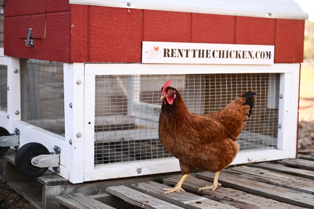 Why buy eggs when you can rent the hens? Americans turn to chicken rentals as prices soar and backyards go farm-style
