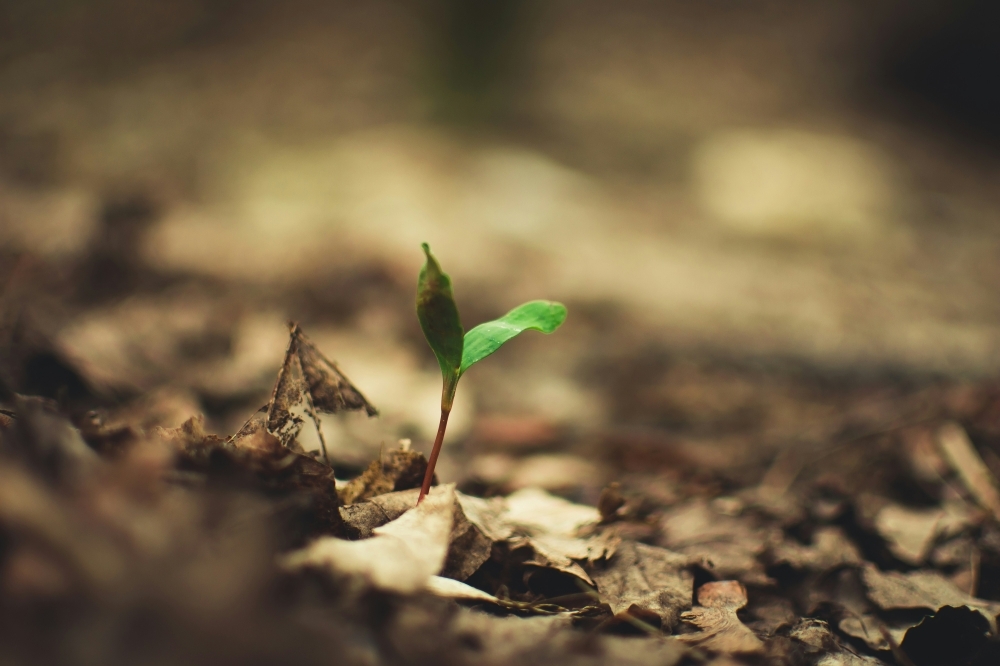 Healing people, healing the planet: Bioeconomy at the heart of Malaysia's sustainable healthcare — Mohd Khairul Fidzal Abdul Razak