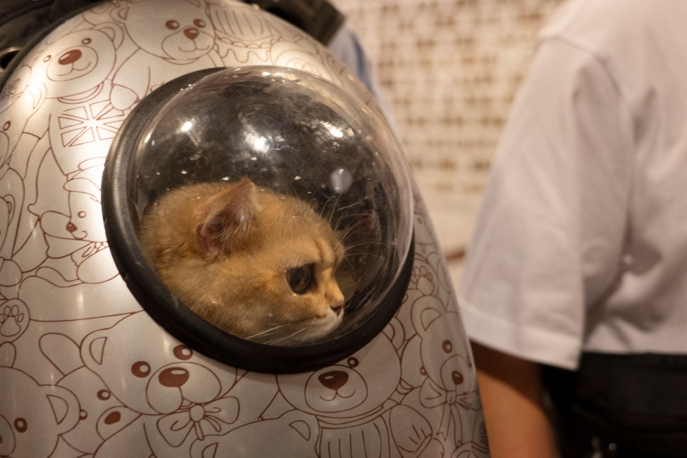 More pets, fewer kids: Thailand's pet economy purrs as birth rates slide