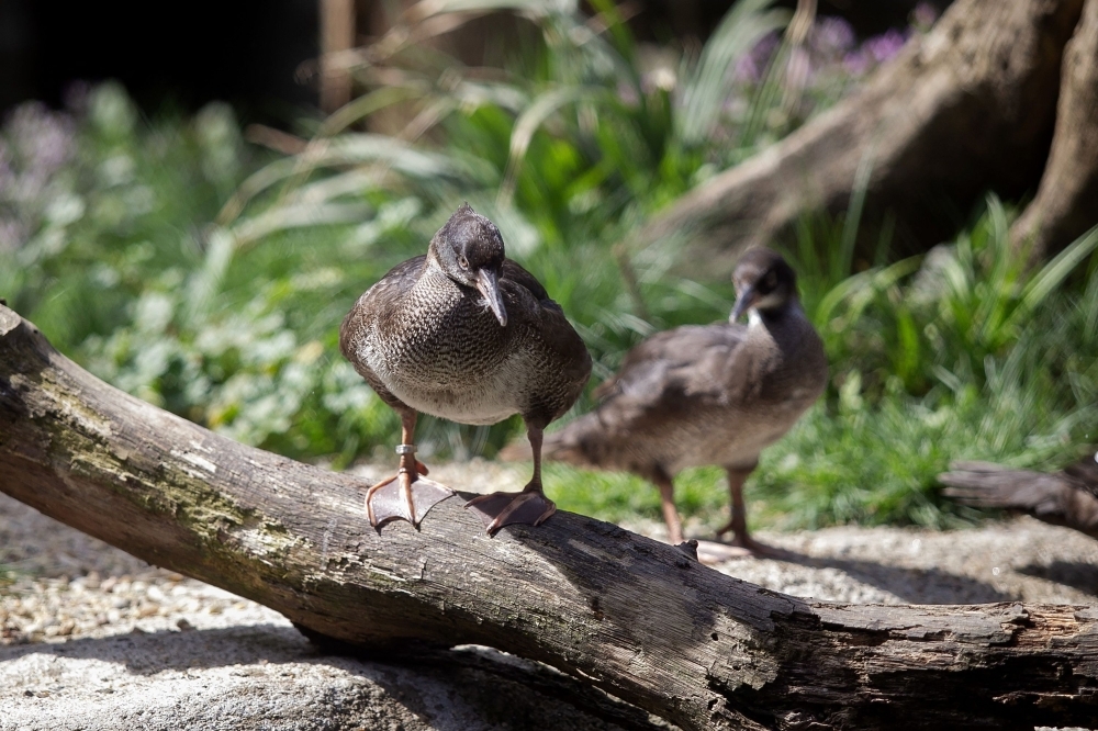 Bird droppings are not as innocuous as we think — Wong Soo Kan