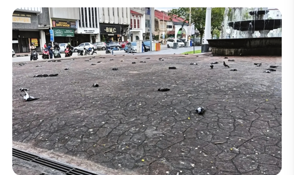 No new infectious diseases detected in Ipoh mass pigeon deaths, DVS confirms