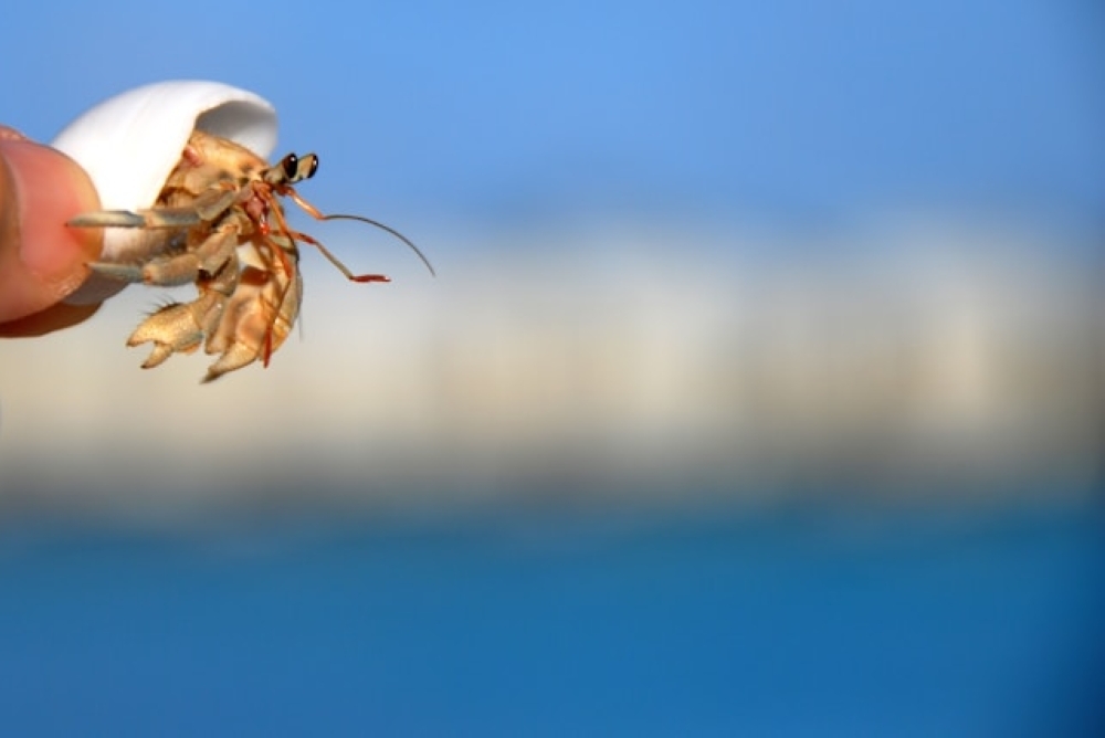 Three Chinese men arrested in Japan after rustling luggage reveals thousands of endangered hermit crabs