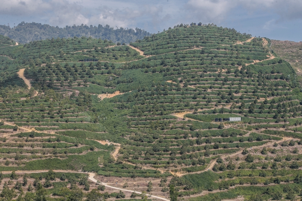 Investigation underway as MACC gathers evidence on Pahang durian land encroachment