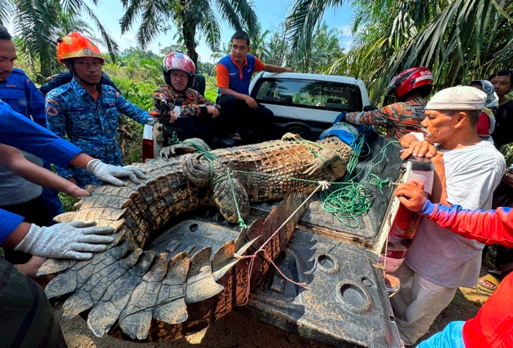 Fears escalate in Batu Pahat village as three crocodiles are caught in a week, including one with 53 eggs