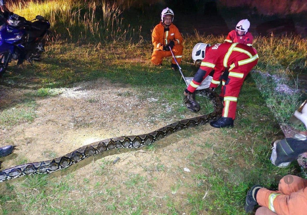 Boer goat nearly becomes python dinner in Baling — but firefighters crash the party