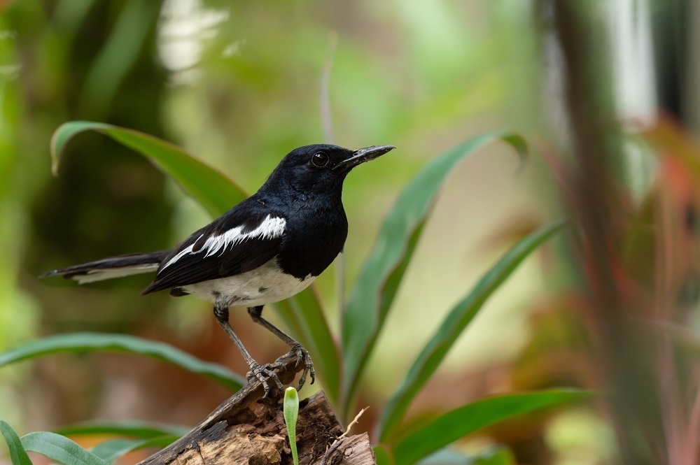 Pricing birdsong: Farmers could earn cash for conservation as EU explores biodiversity ‘nature credits'