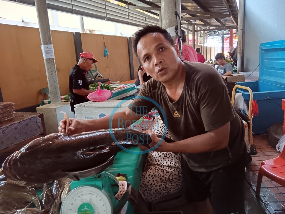 Whopper alert: Kapit angler snags rare 7.2kg ‘ikan ketutu' on simple line in Rejang River