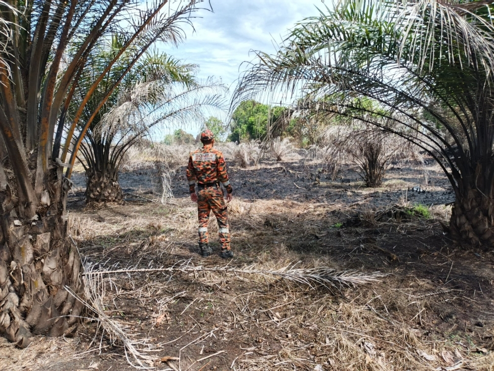 Firefighters contain Mukah sago plantation fire after three days, rain puts out final flames