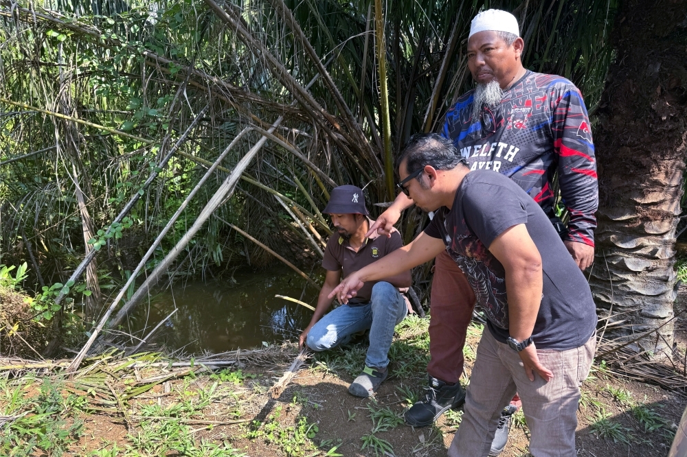 It's mating season now so be careful, Perhilitan tells Batu Pahat villagers after three crocodiles caught in past week