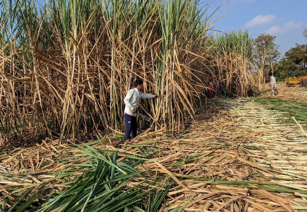 Sweet comeback: MSM to revive local sugar cane plantations to cut 100pc import dependence