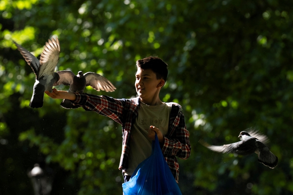 Pigeon rescue crew find peace in tending London's flocks