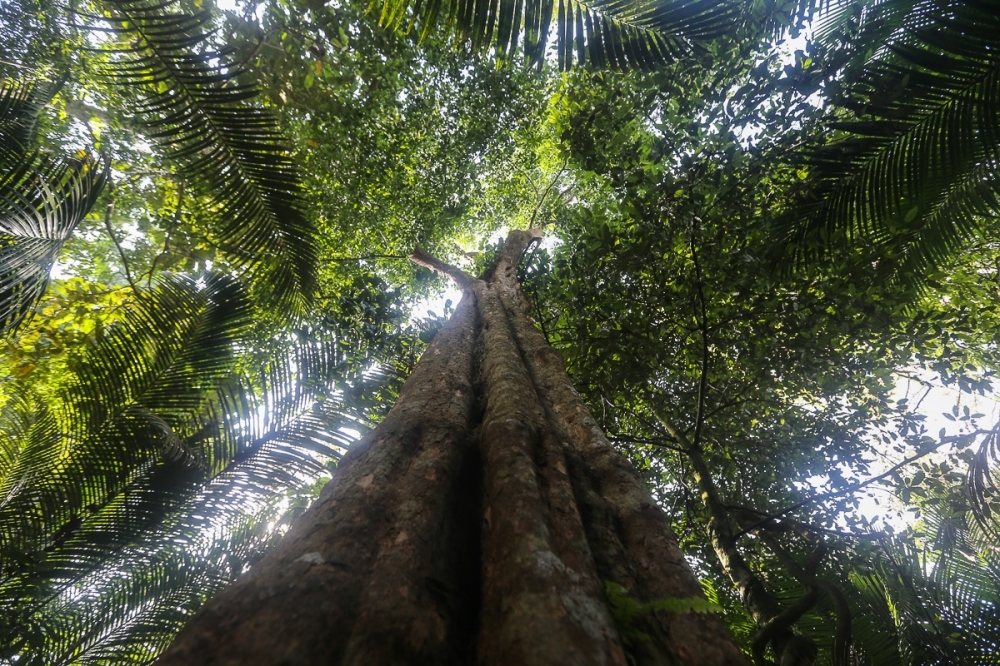Malaysia calls for UN forest forum to become binding convention boosting global conservation commitment