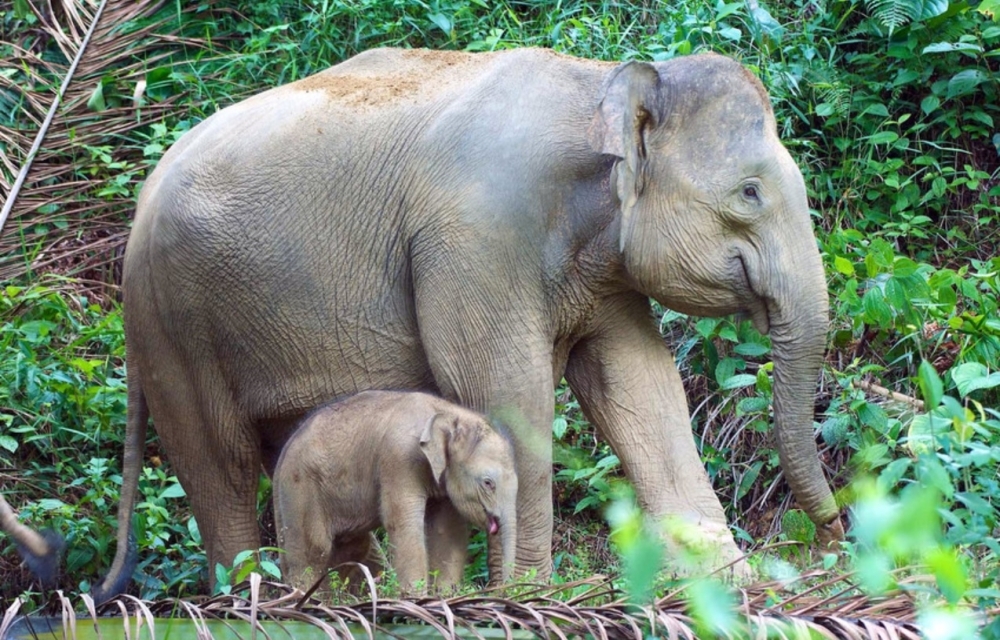 Not the same elephant: Perhilitan dispels new viral clip, confirms grieving mother has rejoined herd
