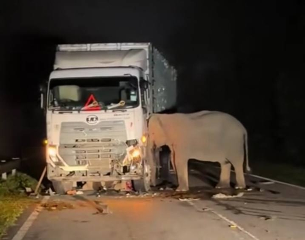 Wildlife roadkill crisis demands urgent action to protect Malaysia's biodiversity — Kasthuri Patto