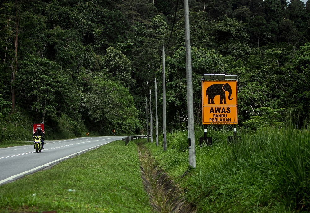 Gerik police: Fog, poor lighting caused truck to fatally hit elephant calf, not driver negligence