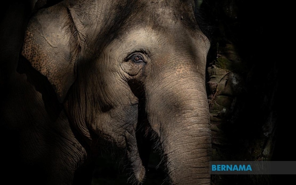 Vehicle collides with elephant in Johor, leaving couple shaken but safe as police urge caution amid recent wildlife crashes