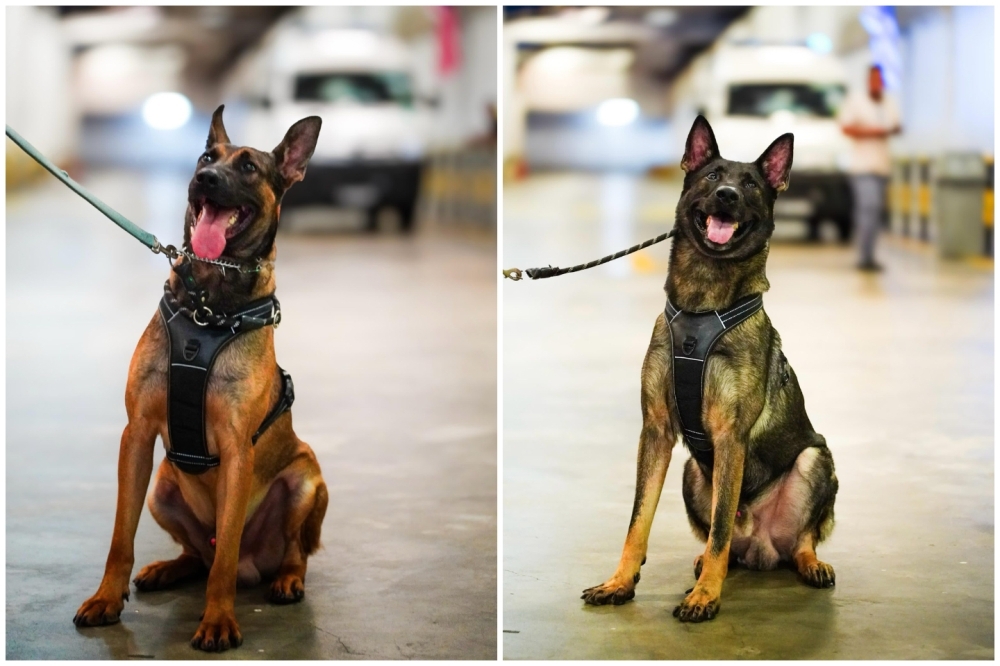 Who's leading the Perhilitan bust against animal smugglers in KLIA? Meet MAHB's canine heroes Van and Perry
