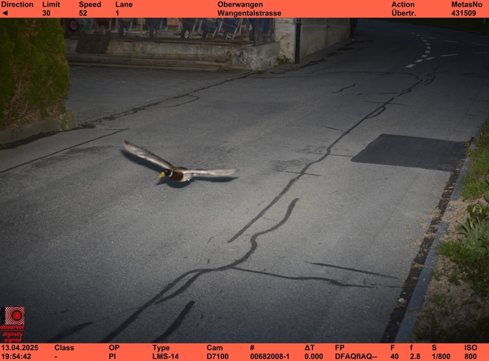 Fast and featherious: Duck busted for breaking speed limit (again) in Switzerland