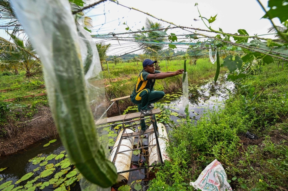 Sri Lanka's ‘commando farmers' battle salt to save farms, food supply