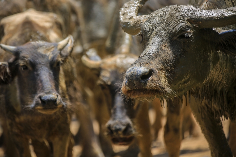 Kelantan on high alert: Anthrax fears drive border clampdown on illegal livestock ahead of Aidiladha