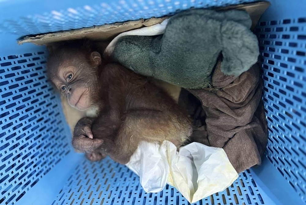 Thai man arrested for smuggling baby orangutans, worth RM38,000 each