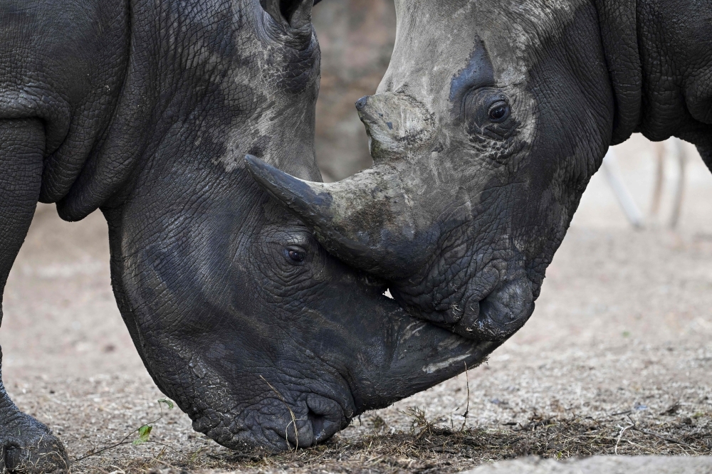 Rwanda to welcome 70 white rhinos from South Africa in historic conservation effort