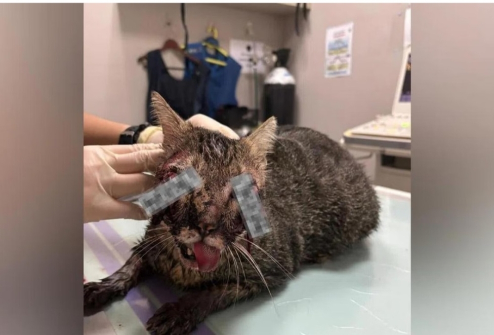 Punggol town council, NParks to raise awareness after death of community cat