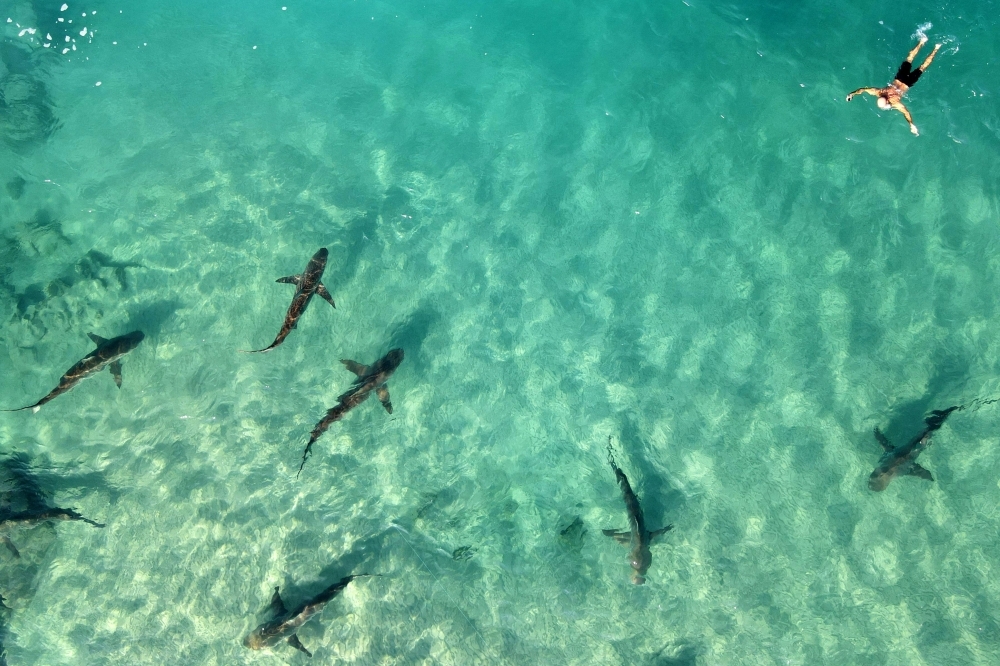 Power plant warms waters, drawing sharks and humans to Israel's Hadera beach