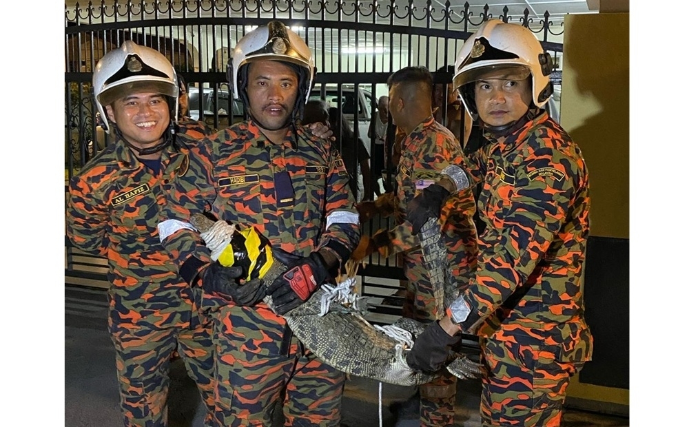 Scaly surprise: Sabah Fire Dept catches crocodile lurking in front of Lahad Datu home