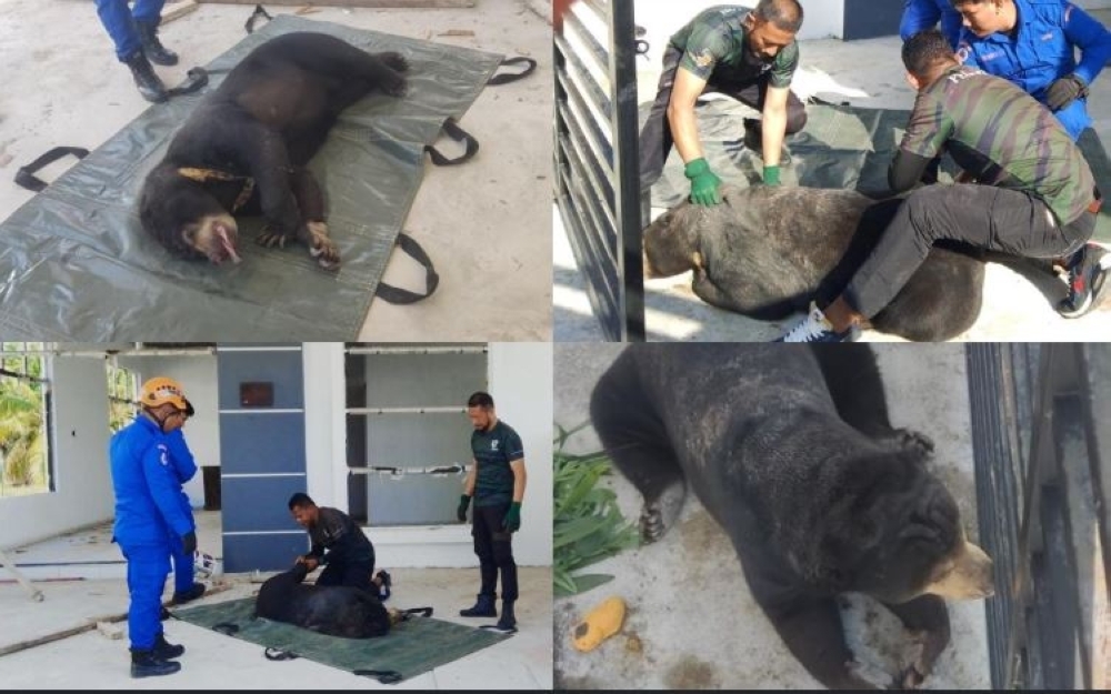 Sun bear surprises Pekan neighbourhood, sniffs out snacks and makes a mess before rescue team steps in