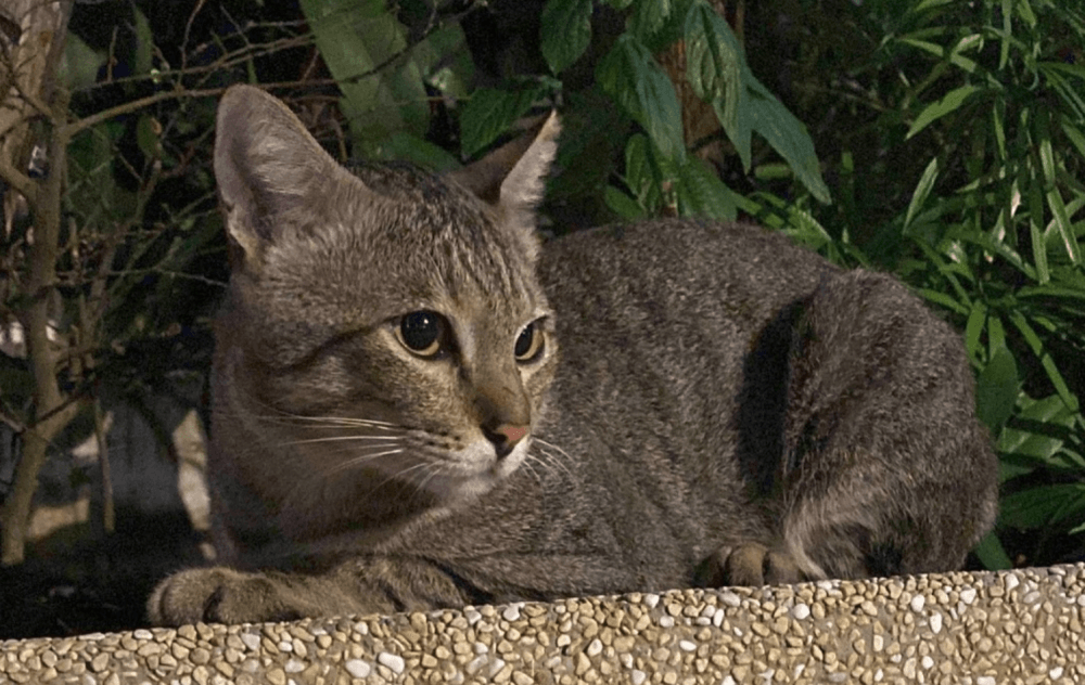 Shere Khan the Punggol cat likely hit by vehicle, NParks says after outcry over suspected abuse