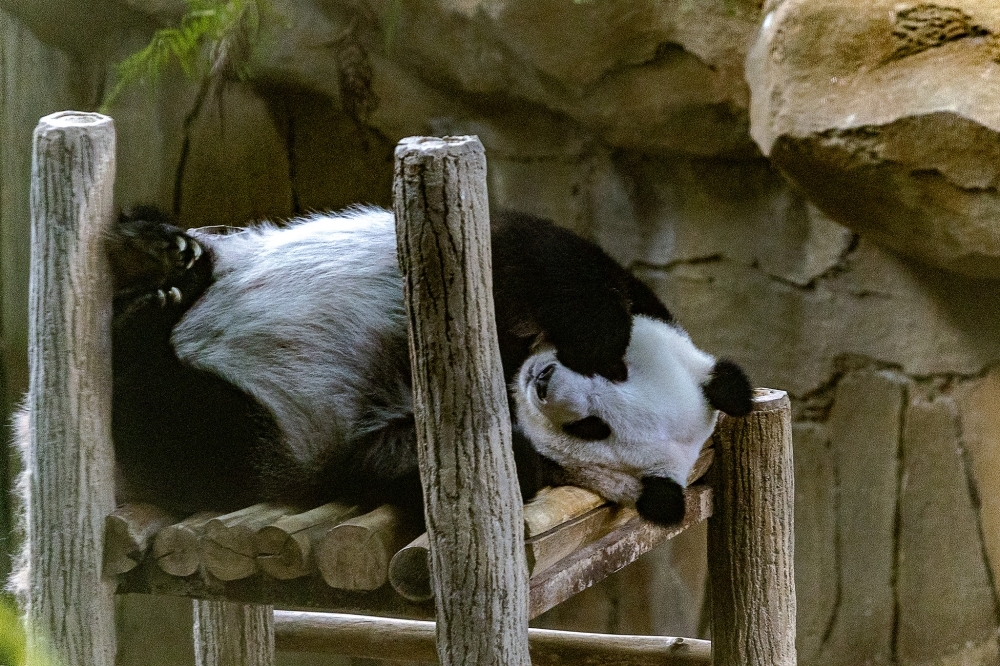 No official farewell, but fans turn out early to say goodbye to giant pandas Fu Wa and Feng Yi