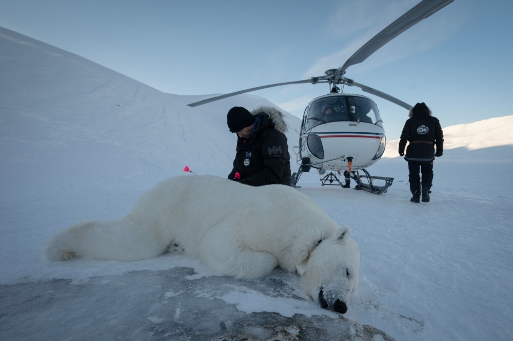 Norway study: Scientists tranquilise polar bears in Arctic to study effects of pollution