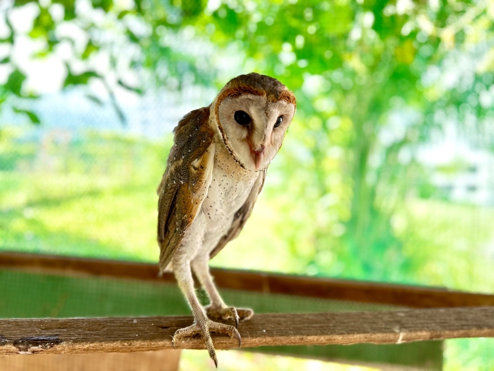 ‘Silent guardians' of the fields: What to know about Asian barn owls that are helping Malaysian farms fight rat infestations for less