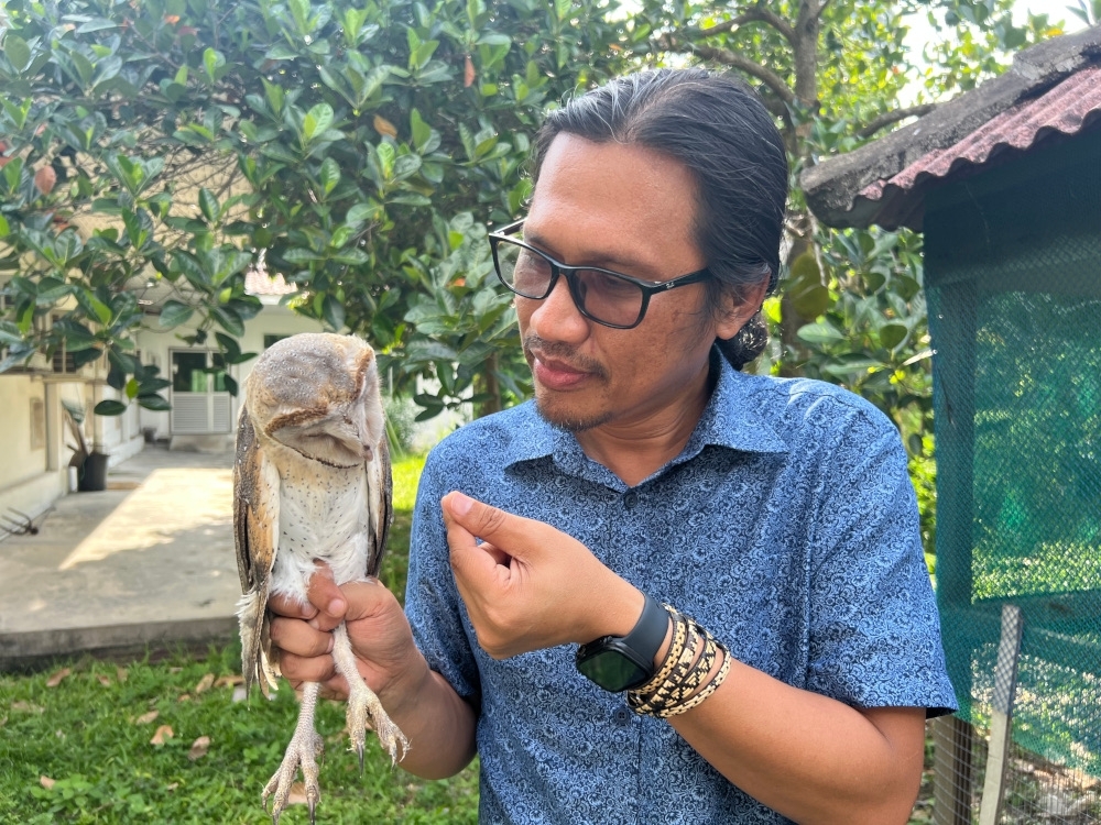 Barn owls vs rodenticide: Why scientists want you to ditch poison and trust this local bird instead for sustainable farming
