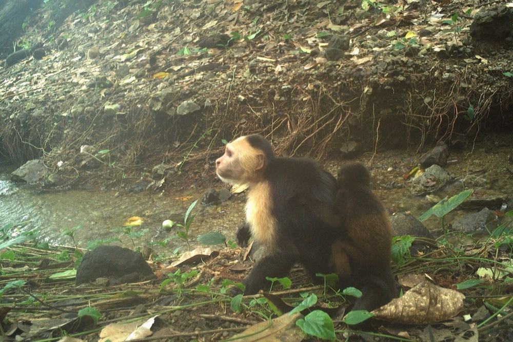 Stealing baby howler monkeys for no reason is trending with bored young male capuchins… and scientists have no idea why