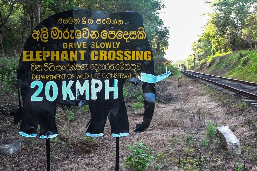 Sri Lanka train kills elephant, derails near Habarana despite speed limit, new safety measures