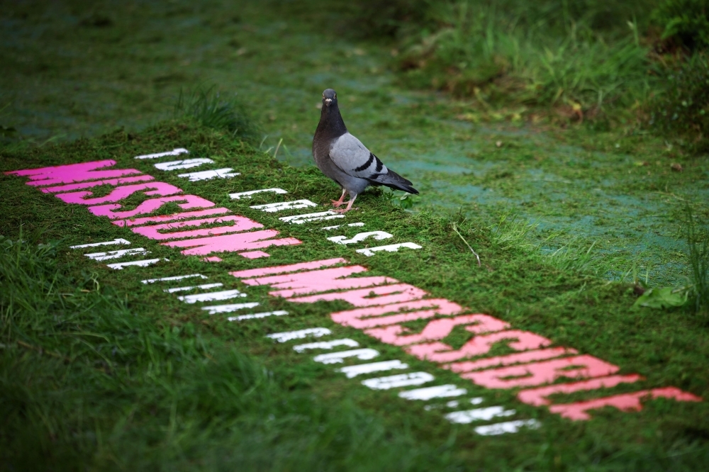 Singapore ramps up pigeon control efforts after successful pilot sees 50pc drop in population