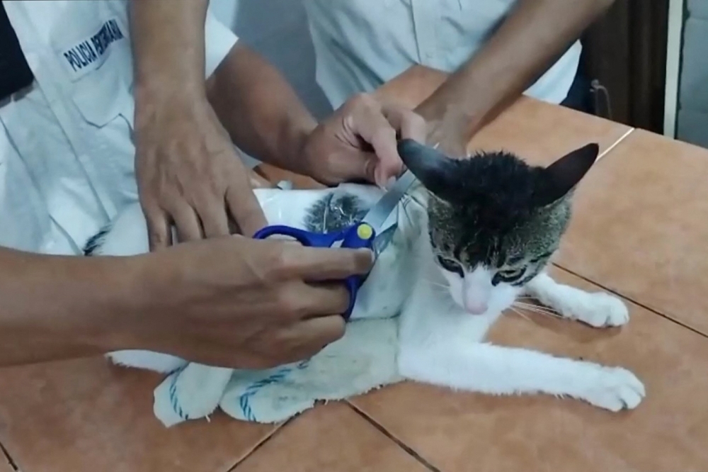 Cat-ch me if you can: Prison guards nab drug mule kitty in Costa Rica