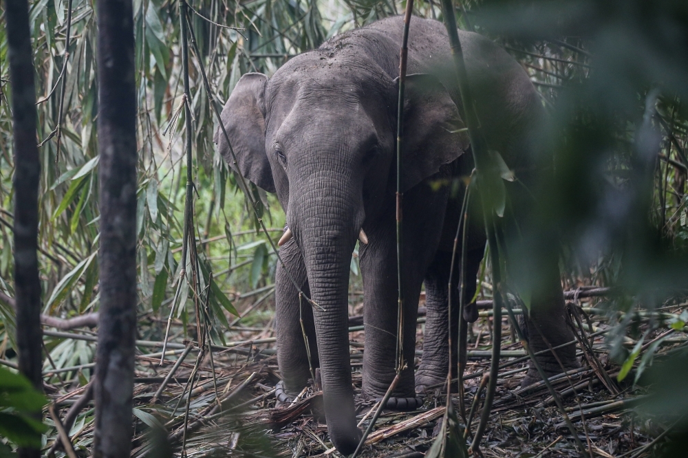Wild elephants enter Gua Musang school grounds, alarming residents (VIDEO)