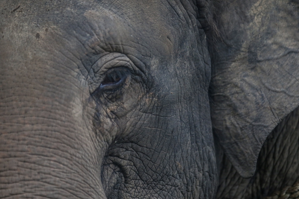 Perhilitan expects elephant sanctuary in Gerik to be operational by 2030