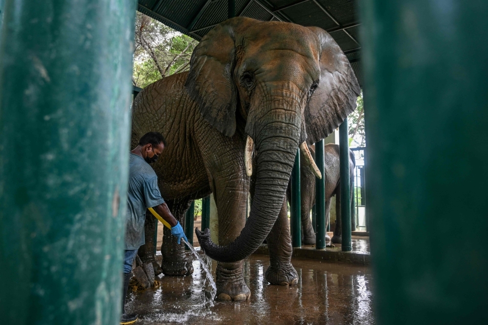 Jumbo task: Pakistan team hides 400 pills a day in fruit, sweets to save sick elephants