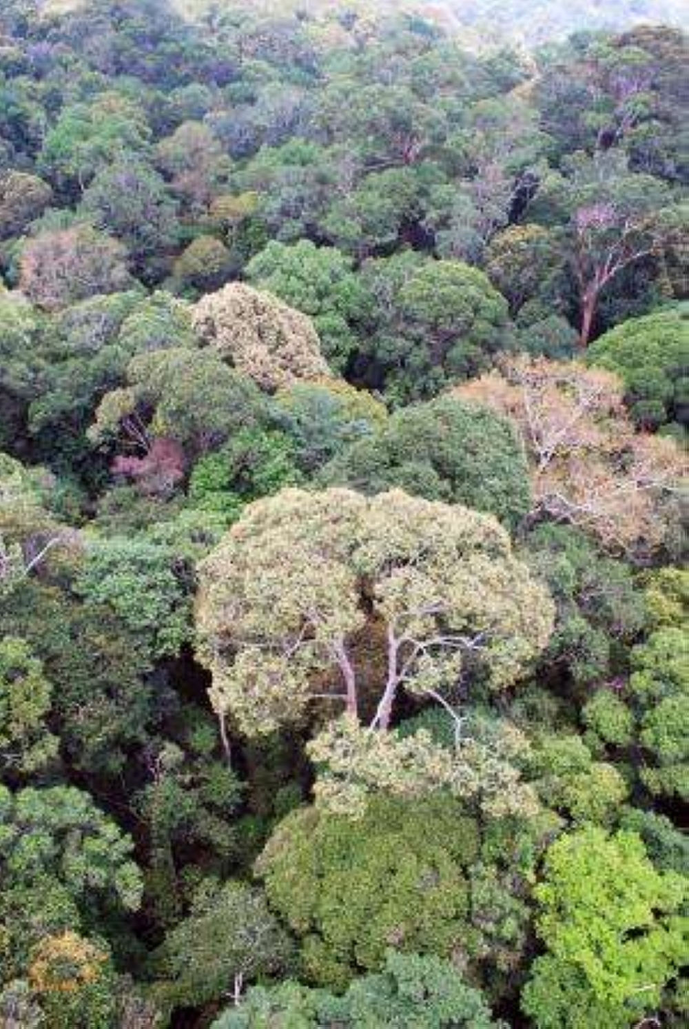 When the forest blooms together — Ahmad Husaini Suhaimi